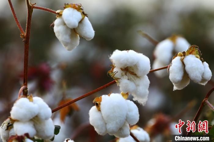 朵朵棉花吐絮盛開。　劉艷敏 攝