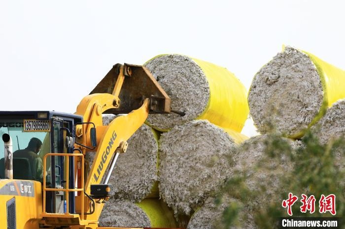 叉車將采棉機吐出的“金蛋蛋”裝車?！「唠p強 攝