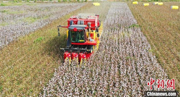 采棉機正在采收棉花，猶如在五線譜上跳動的音符，正在演奏豐收的樂章?！∷谓?攝