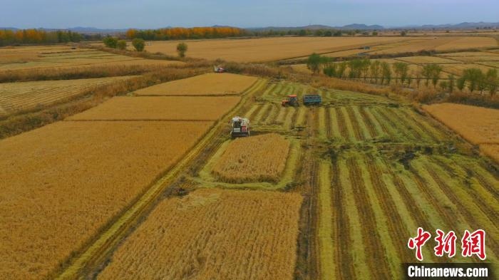 圖為科右中旗杜爾基鎮(zhèn)雙金嘎查的萬(wàn)畝水稻田進(jìn)入集中收割期?！≮w殿威 攝