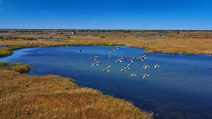 △黃河三角洲擁有天然蘆葦270平方公里，是東北亞內(nèi)陸和環(huán)西太平洋鳥類遷徙重要的“中轉(zhuǎn)站”、越冬地和繁殖地。(總臺(tái)央視記者李煒、程鋮拍攝)