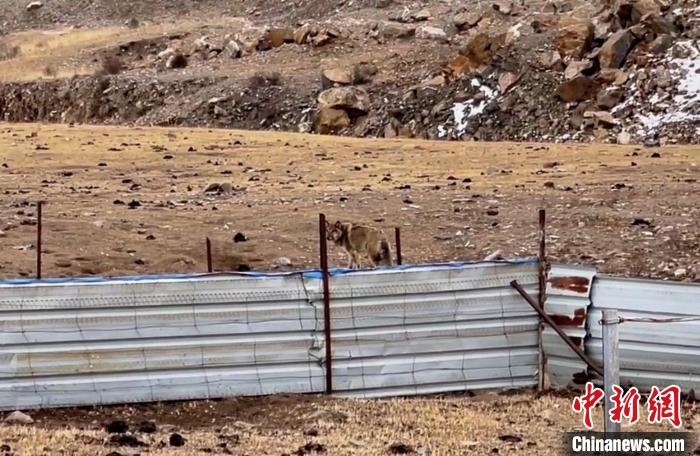 圖為闖入村民家中的野狼?！∨d海縣公安局溫泉派出所供圖