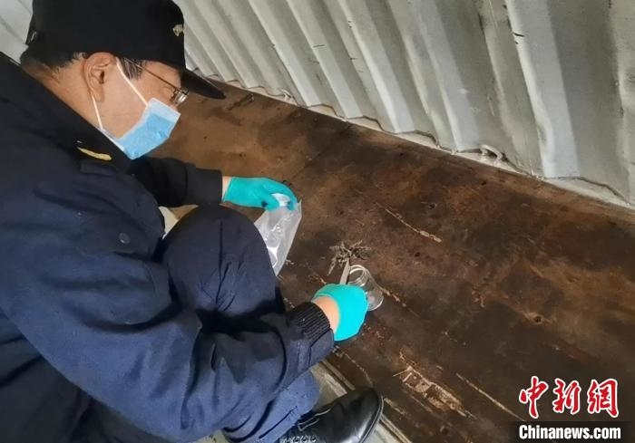 張家港海關工作人員截獲捕鳥蛛。　王健超 攝