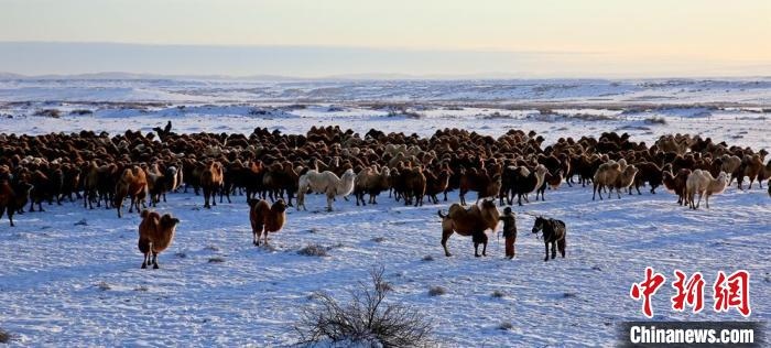 進(jìn)入冬季，駱駝在戈壁灘上散養(yǎng)?！」o琨 攝