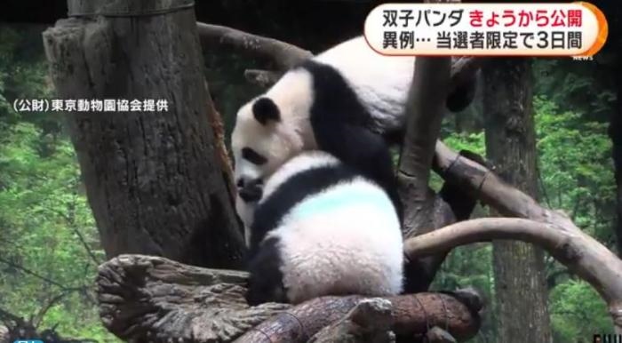 12日，日本東京上野動物園的旅日雙胞胎熊貓開始同游客見面。(圖片來源：日本富士電視臺視頻截圖)