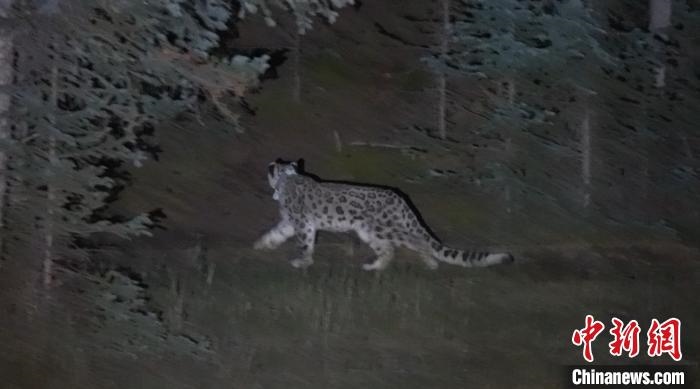 圖為被放歸自然的雪豹(資料圖)?！?nèi)蒙古林草局供圖。