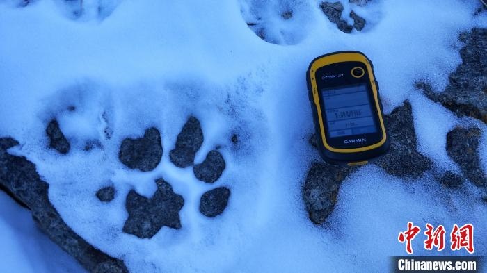 圖為疑似放歸雪豹的足跡(資料圖)?！?nèi)蒙古賀蘭山國家級自然保護(hù)區(qū)供圖