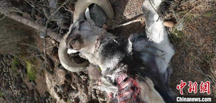 圖為疑似雪豹捕食巖羊的殘骸(資料圖)。　內(nèi)蒙古賀蘭山國家級自然保護(hù)區(qū)供圖