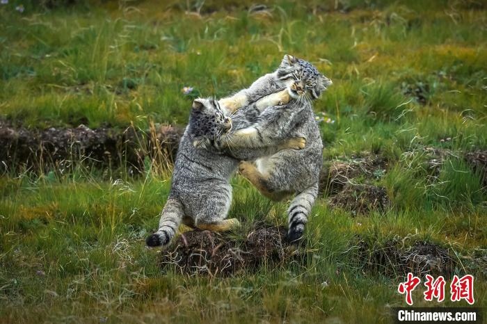 圖為作品《難分伯仲》?！〗股?攝