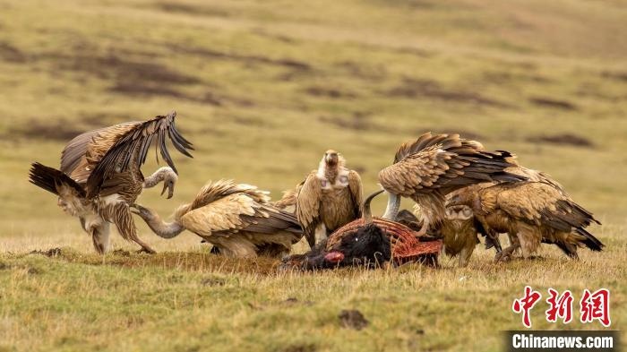圖為作品《聚會》?！℃夭疾夭爬?攝