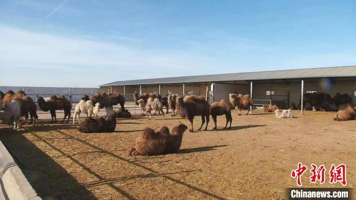 圖為額濟(jì)納旗駝奶產(chǎn)業(yè)基地。　王長梅 攝