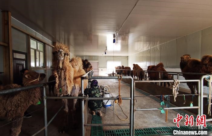 圖為共人正在給駱駝擠奶?！⊥蹰L梅 攝