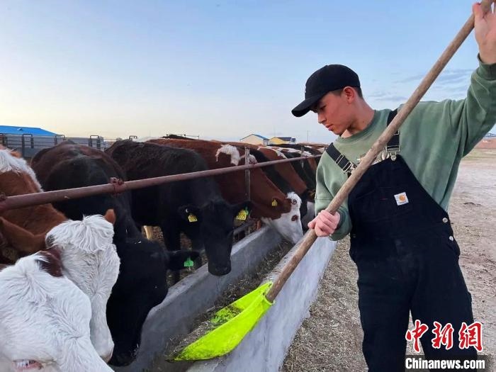 圖為敖木希勒在喂牛。　敖木希勒供圖