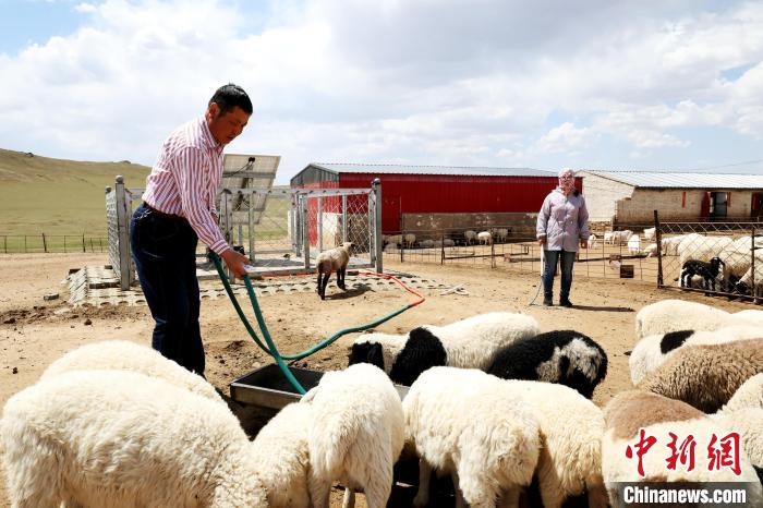 圖為圖門達(dá)來在喂羊?！埵鹧?攝