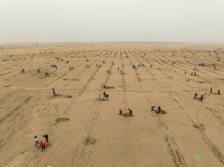 在高力板鎮(zhèn)花道卜和沙木嘎嘎查治理區(qū)，廣大干部群眾手植新綠，播種希望 （攝影：包寶音德力格爾）.JPG