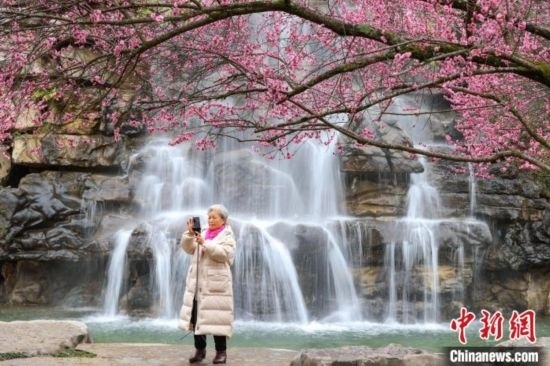 2月23日，市民在乾藝梅園景區(qū)拍攝綻放的梅花。瞿宏倫 攝