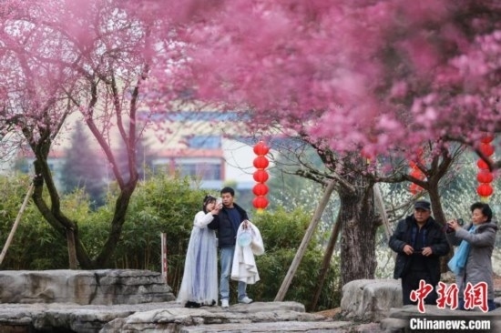 2月23日，市民在乾藝梅園景區(qū)觀賞綻放的梅花。瞿宏倫 攝