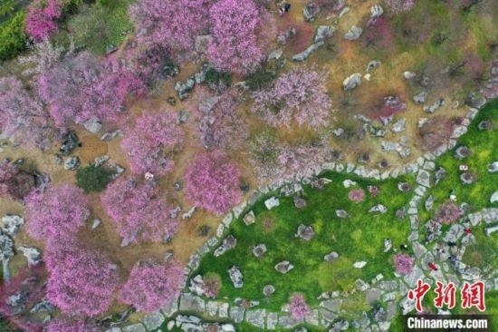 2月23日，航拍乾藝梅園景區(qū)綻放的梅花。瞿宏倫 攝