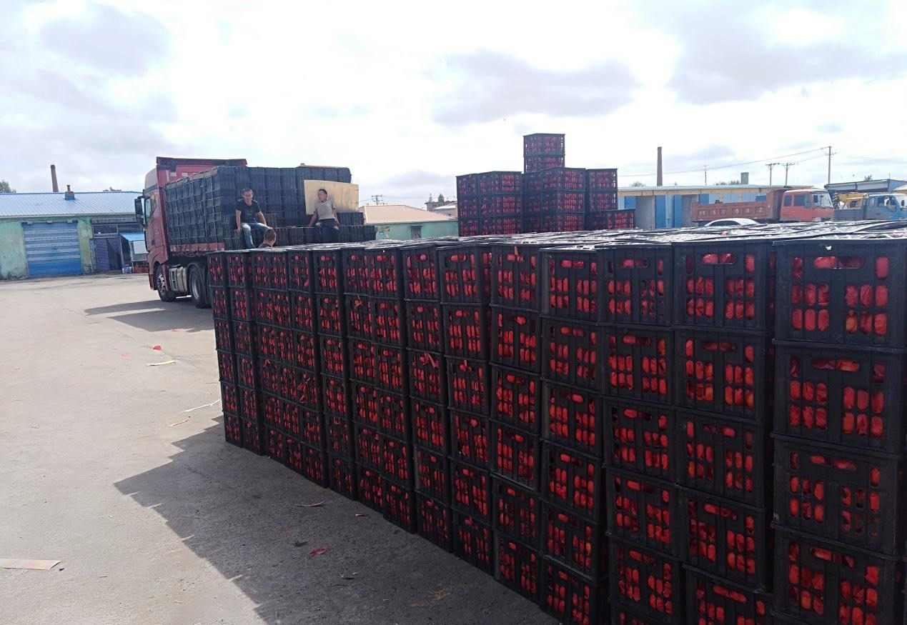 　　外銷的蔬菜在市場等待拉運(yùn)。受訪者供圖