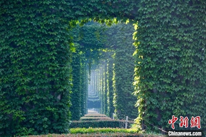 成都二環(huán)高架橋墩被植被爬滿，形成“綠野仙蹤”景觀?！埨?攝