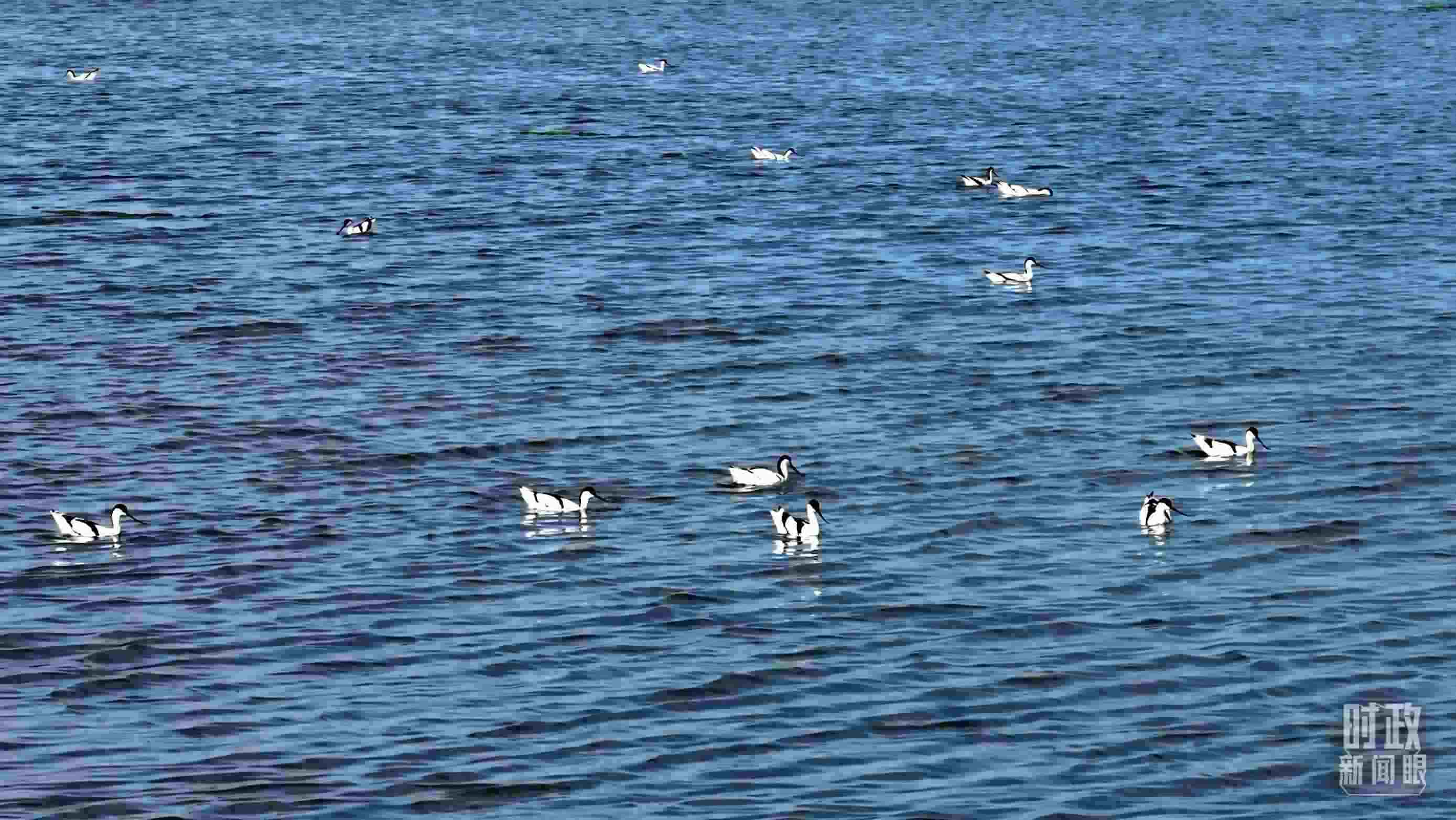 △鹽湖棲息的鳥(niǎo)類。（總臺(tái)記者裴大偉、康曉宇拍攝）