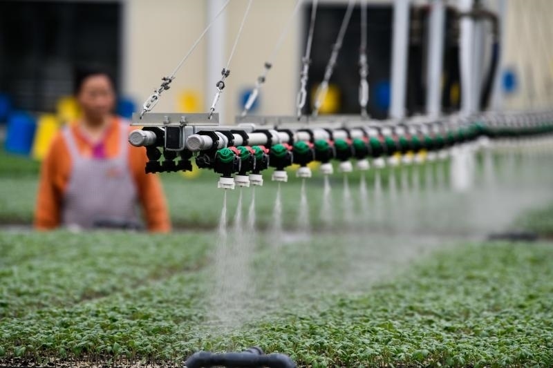 工人在貴陽市開陽縣楠木渡蔬菜良種繁育中心查看自動(dòng)噴灌系統(tǒng)給辣椒苗澆水情況（2023年5月24日攝）。新華社記者 楊文斌 攝