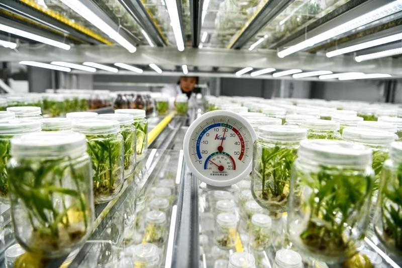 工作人員在貴陽市開陽縣南江蔬菜良種繁育中心的組培中心查看姜苗生長情況（2023年5月23日攝）。新華社記者 楊文斌 攝