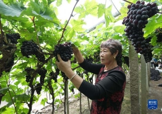5月26日，唐山市海港經(jīng)濟開發(fā)區(qū)王灘鎮(zhèn)趙灘村農(nóng)民在大棚內(nèi)采摘葡萄。
