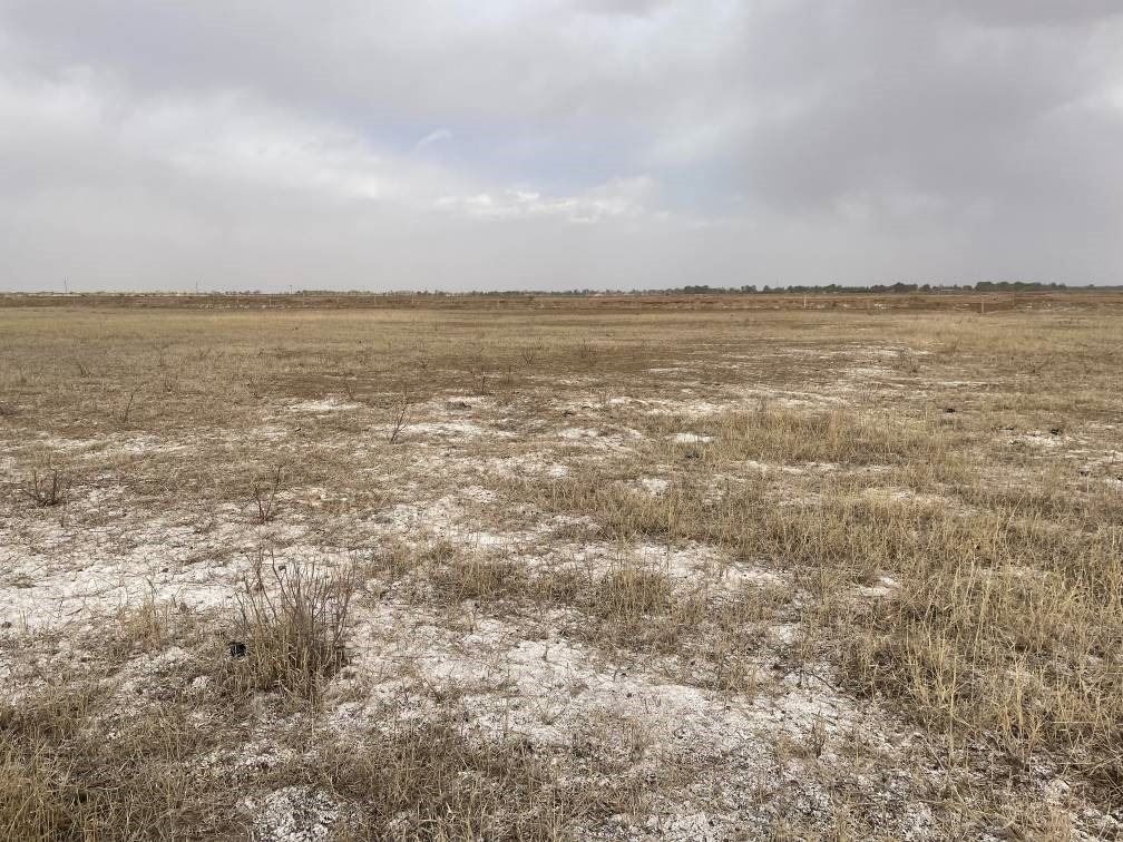 撂荒后的部分地塊已現(xiàn)鹽堿。 人民網(wǎng)記者 楊喬攝