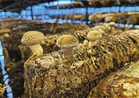 龍游數(shù)智大棚種植的花菇。 記者 祝梅 攝