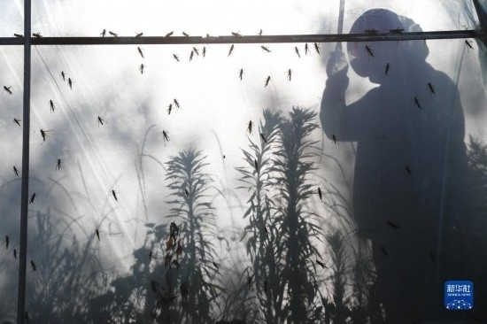 6月21日，山東省樂陵市西段鄉(xiāng)岔河村東亞飛蝗養(yǎng)殖基地的養(yǎng)殖戶在大棚內(nèi)忙碌。新華社記者 范長國 攝