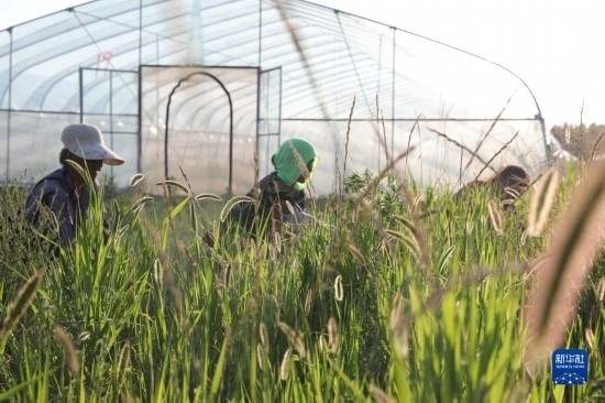6月21日，山東省樂陵市西段鄉(xiāng)岔河村東亞飛蝗養(yǎng)殖基地的螞蚱養(yǎng)殖戶在割草。新華社記者 范長國 攝