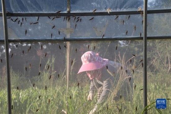 6月21日，山東省樂陵市西段鄉(xiāng)岔河村東亞飛蝗養(yǎng)殖基地的螞蚱養(yǎng)殖戶在割草。新華社記者 范長國 攝