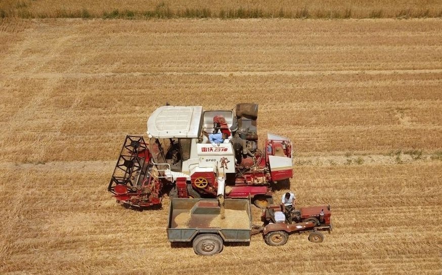 2023年6月14日，在山東省臨邑縣林子鎮(zhèn)，聯合收割機在收獲小麥。
