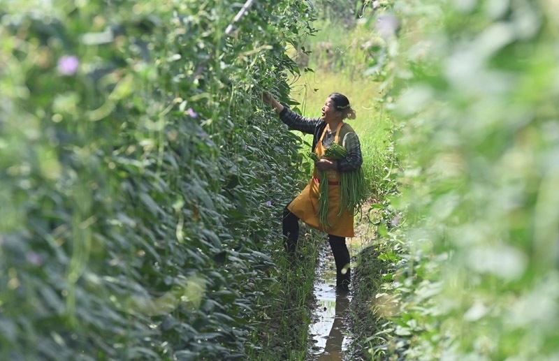 2023年6月15日，在廣西柳州市鹿寨縣中渡鎮(zhèn)石墨村，村民在高標準農田里采收豆角。
