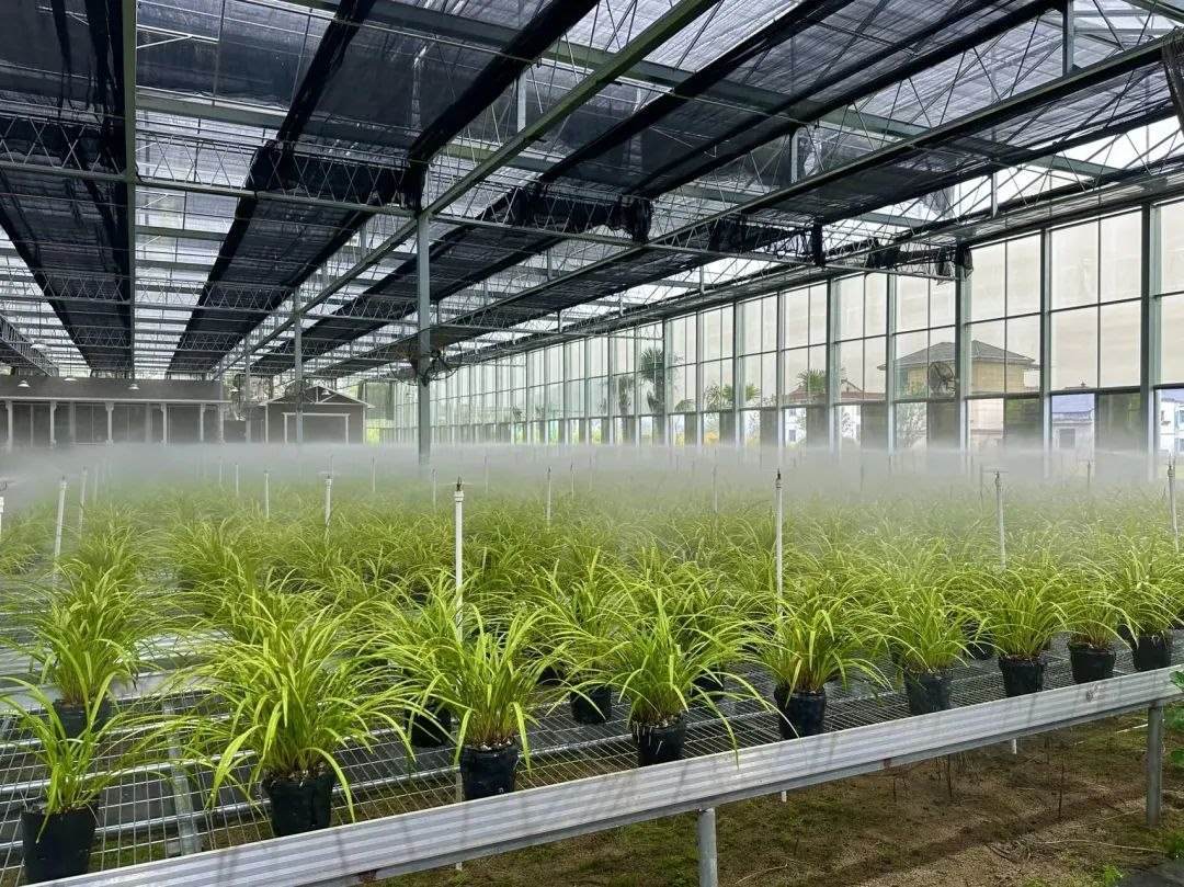 浙江省紹興市柯橋區(qū)漓渚鎮(zhèn)棠棣村的蘭花種植基地。靜玄 攝