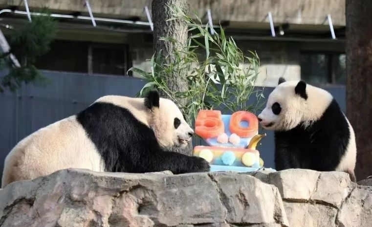 2022年，美國國家動物園舉辦活動慶祝大熊貓抵美50周年，園方為大熊貓“美香”“添添”和“小奇跡”一家三口準(zhǔn)備了有“50”字樣的冰凍水果蛋糕。（圖片來源：雅安市廣播電視臺）