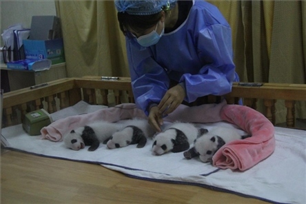 成都大熊貓繁育研究基地成立于1987年，先后攻克了大熊貓人工飼養(yǎng)與管理、繁殖與育幼、疾病防控與種群遺傳管理等關(guān)鍵技術(shù)難題，建成全球最大的大熊貓人工繁育遷地保護(hù)種群，數(shù)量達(dá)230余只。（圖片來源：成都大熊貓繁育研究基地網(wǎng)站）