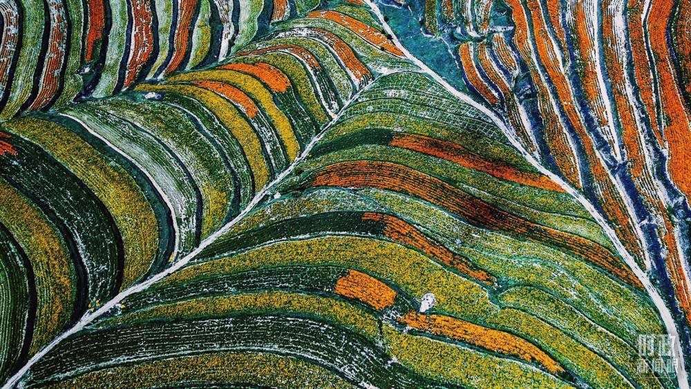 寧夏彭陽(yáng)縣。萬(wàn)壽菊與格?；ㄊ㈤_(kāi)在錯(cuò)落的山間梯田上。（總臺(tái)國(guó)廣記者李晉拍攝）