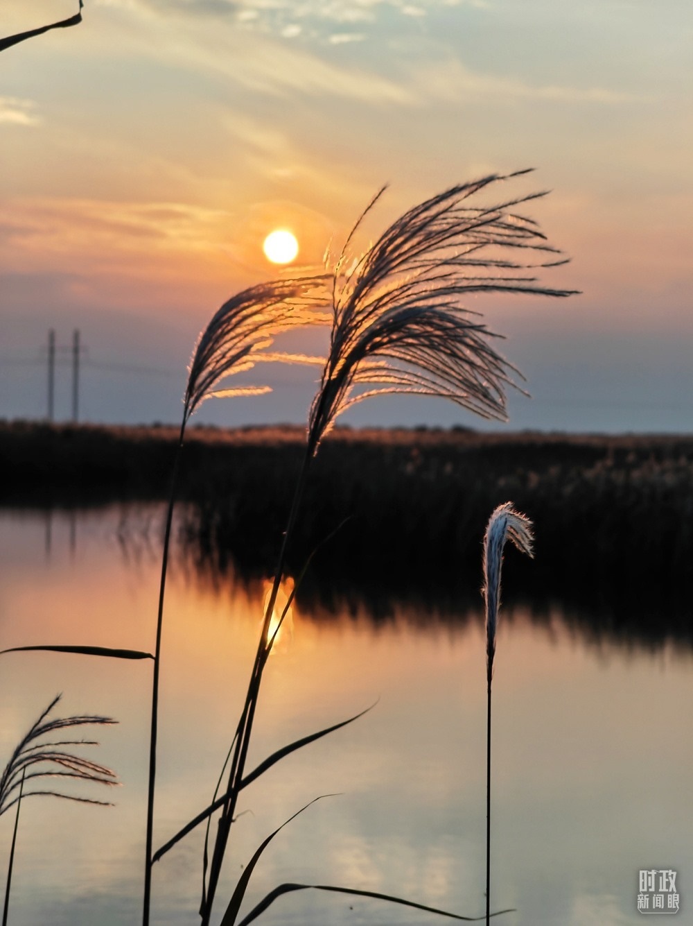 2021年10月，習(xí)近平赴山東東營(yíng)考察黃河入?？?。黃河三角洲濕地，蘆葦飄蕩。（總臺(tái)央視記者彭漢明拍攝）