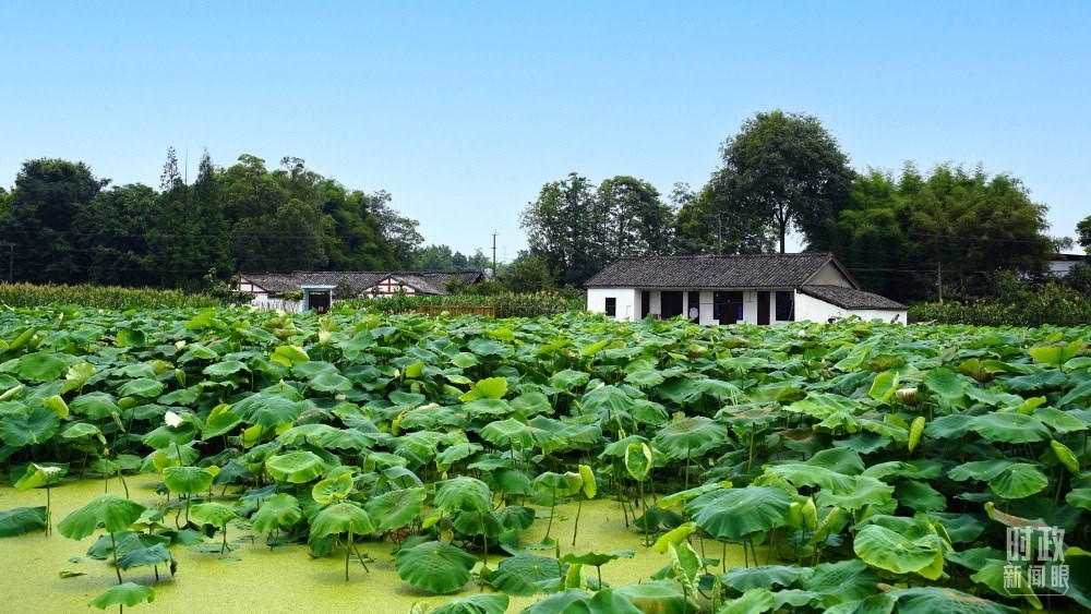 四川眉山，永豐村荷塘。2022年6月，習(xí)近平曾到此調(diào)研鄉(xiāng)村振興情況。（總臺(tái)央廣記者潘毅拍攝）