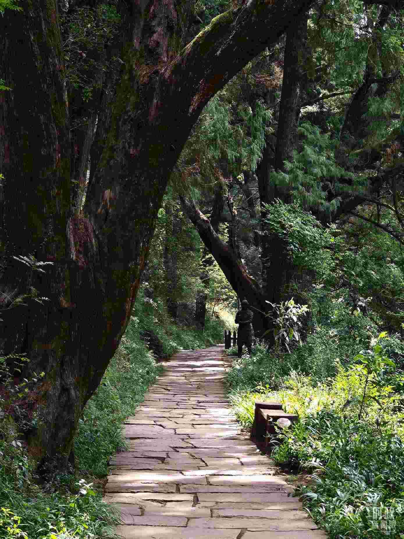 △古蜀道與古柏。（總臺央視記者彭漢明拍攝）