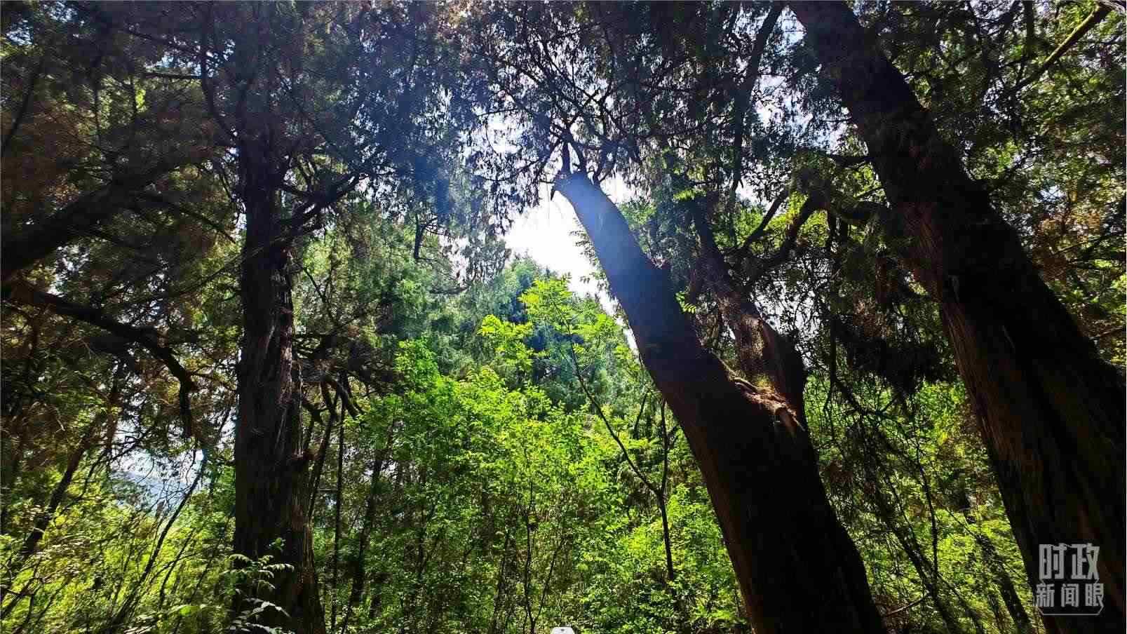 △翠云廊內(nèi)，古柏郁郁蔥蔥。（總臺央視記者程鋮拍攝）