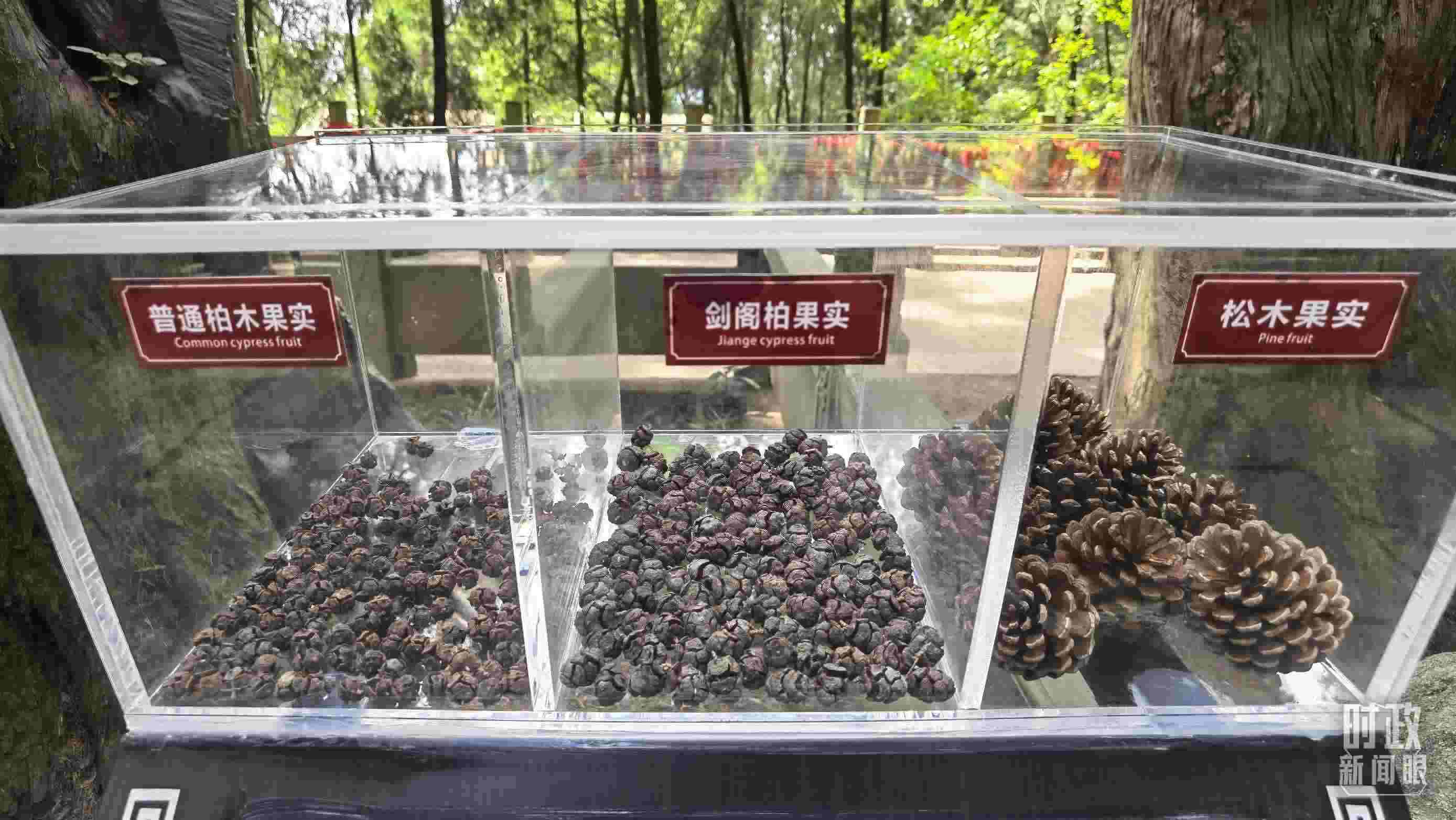 △翠云廊古蜀道，現(xiàn)場陳列的柏木和松木果實。（總臺央視記者石丞拍攝）