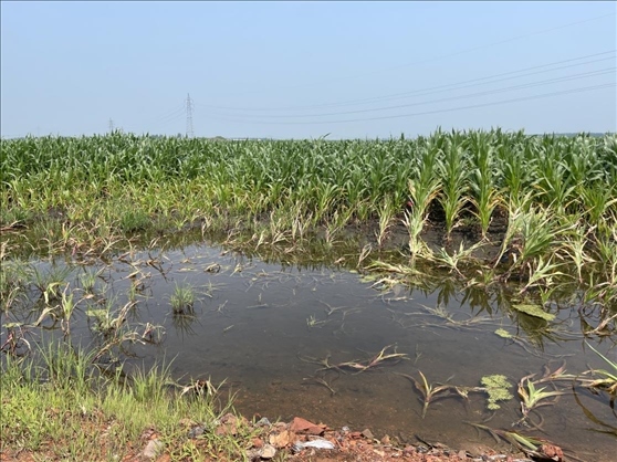 復(fù)墾過后仍有地塊積水(中國之聲記者江曉晨 攝)