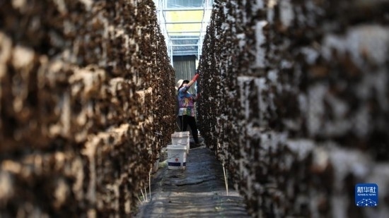 7月29日，在卓尼縣納浪鎮(zhèn)納浪村黑木耳種植基地，農(nóng)戶在采摘黑木耳。