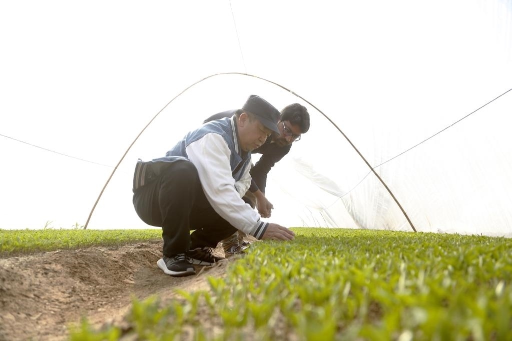 巴基斯坦旁遮普省木爾坦的中巴辣椒訂單種植項(xiàng)目辣椒育苗大棚內(nèi)，中國(guó)農(nóng)業(yè)專(zhuān)家?guī)ьI(lǐng)巴基斯坦技術(shù)員查看辣椒秧苗生長(zhǎng)情況。