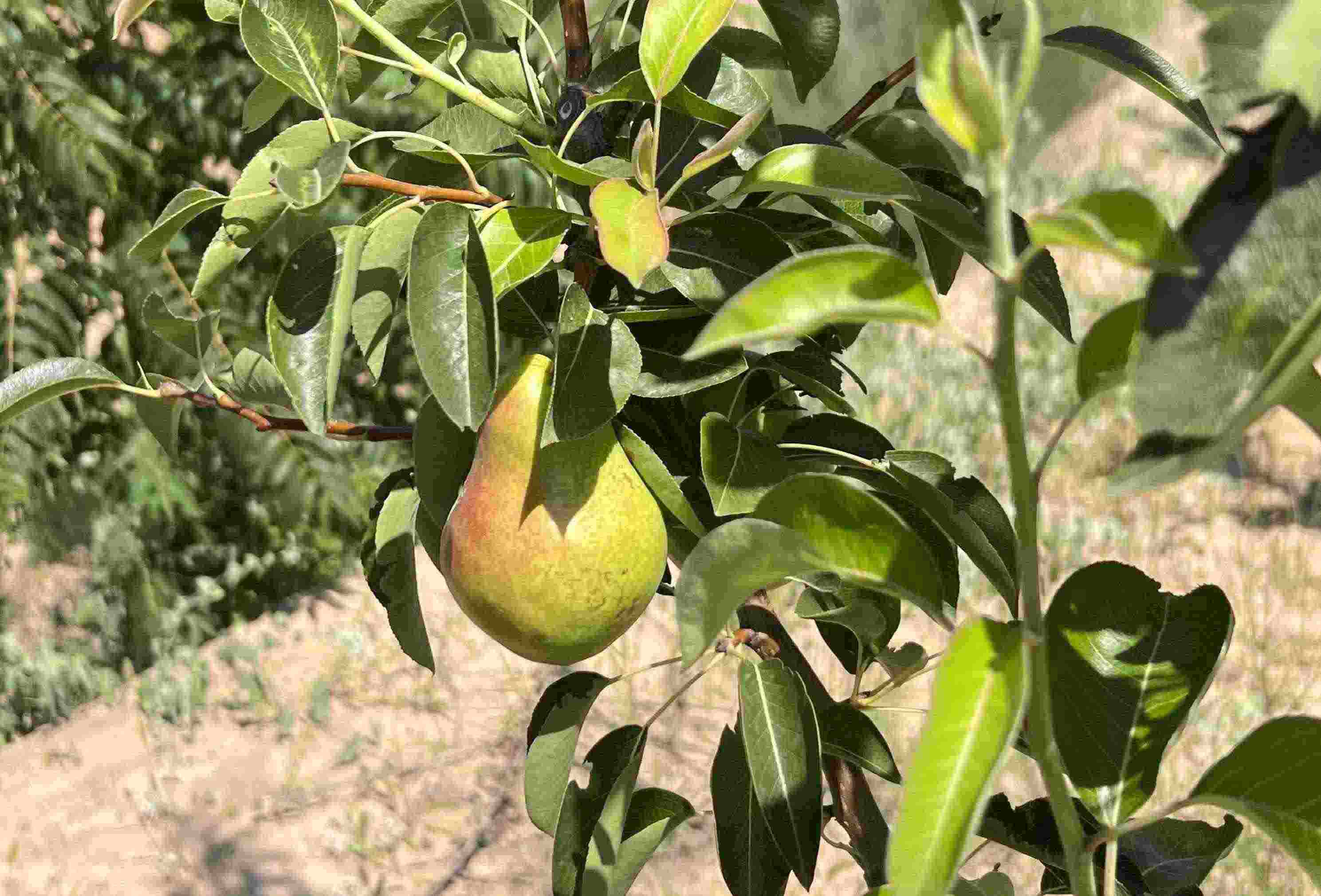 青梨基地果樹上的幼果。人民網(wǎng)記者 王連香攝