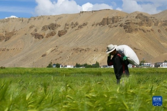 8月12日，西藏阿里地區(qū)普蘭縣赤德村村民在青稞田里勞作。