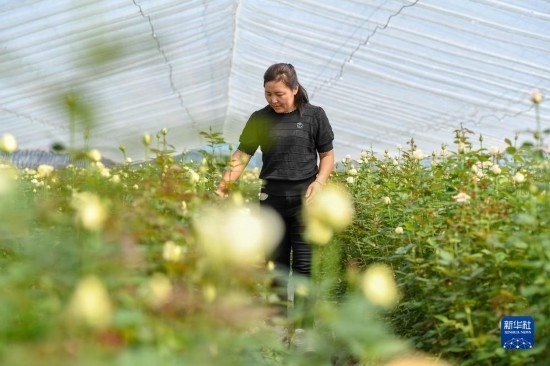 8月17日，吉林省德惠市朱城子鎮(zhèn)沿河村程雪家庭農(nóng)場的負責人楊雪在查看玫瑰花長勢。新華社記者 張楠 攝
